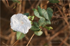 Ipomoea marginata